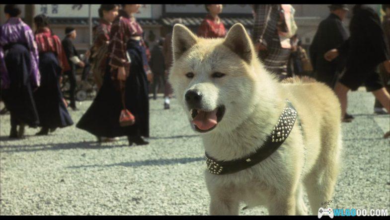 电影 忠犬八公物语[国日多音轨+中文字幕]1080P｜真实事件忠犬八公原版-图片8