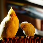 鹦鹉琐记——1雪顶与黄桃