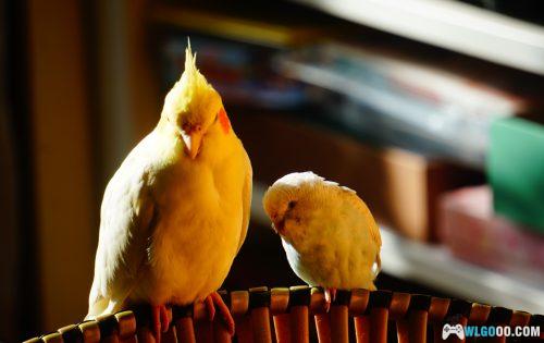 鹦鹉琐记——1雪顶与黄桃