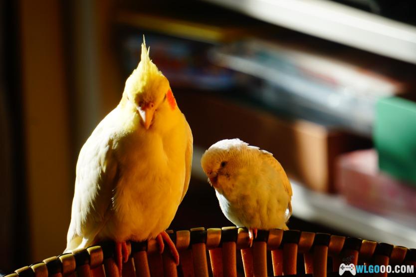 鹦鹉琐记——1雪顶与黄桃-图片1