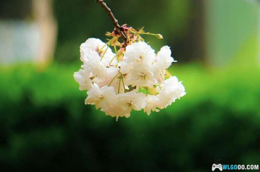 玉渊潭山樱与寄语风铃-图片1