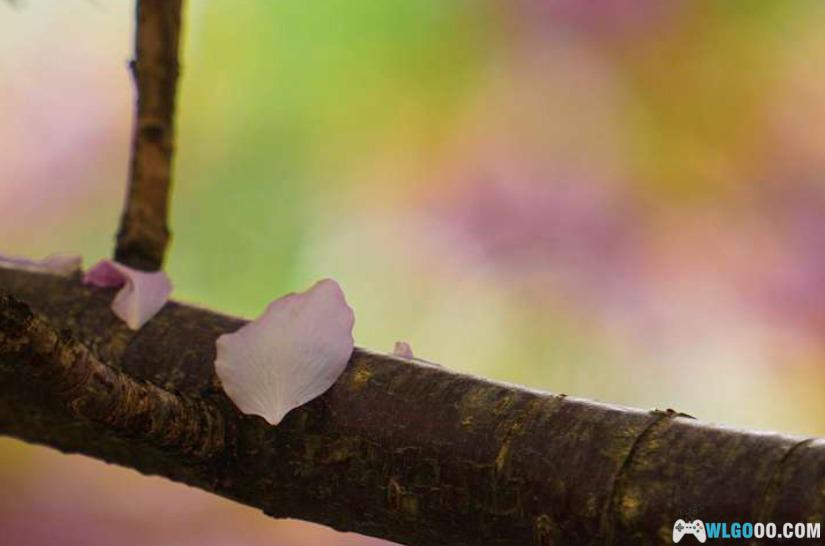 玉渊潭山樱与寄语风铃-图片2