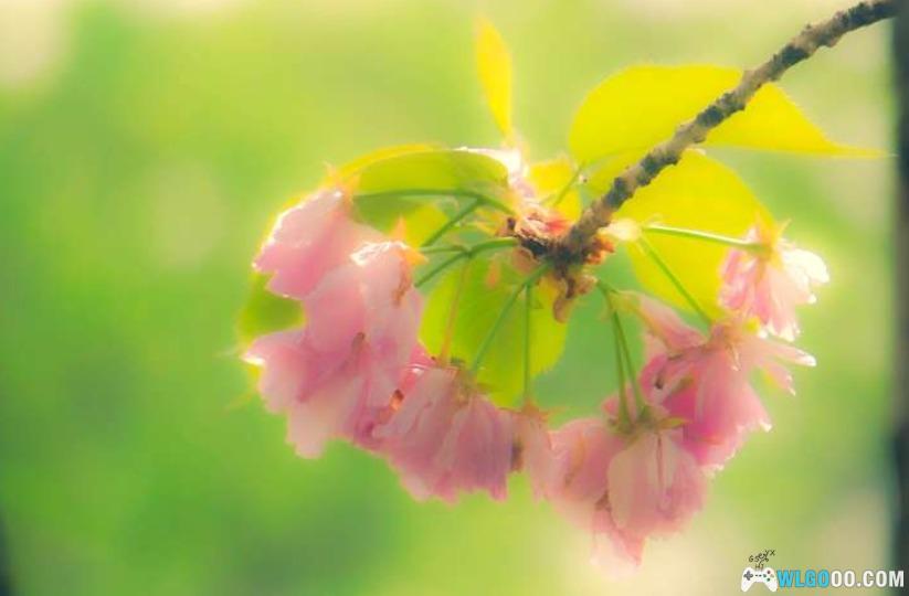 玉渊潭山樱与寄语风铃-图片3