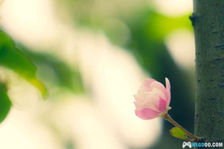 玉渊潭山樱与寄语风铃-图片4