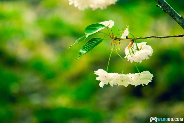 玉渊潭山樱与寄语风铃-图片5