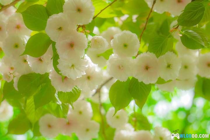 玉渊潭山樱与寄语风铃-图片6