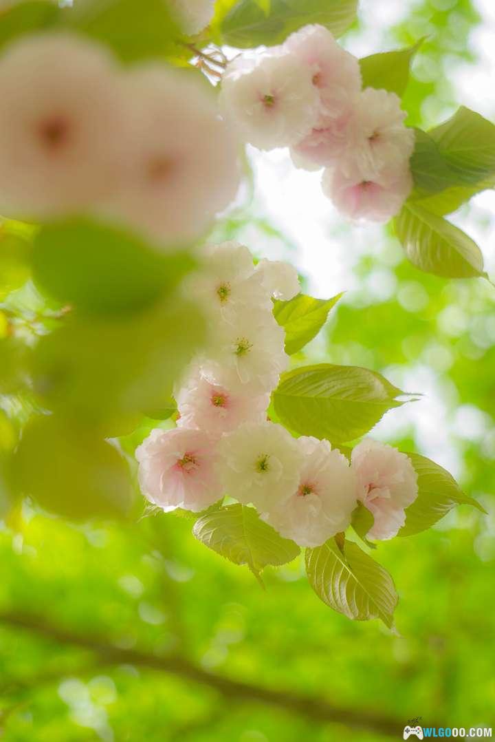 玉渊潭山樱与寄语风铃-图片7