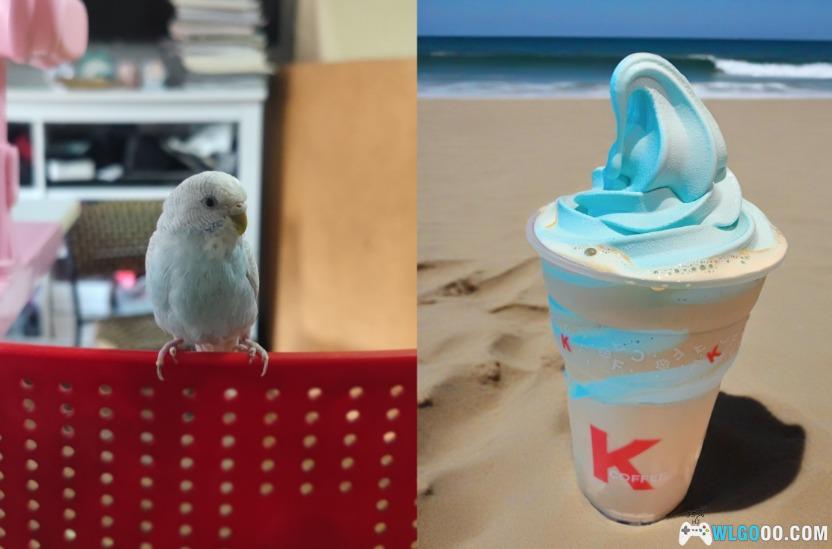 鹦鹉琐记——2没头脑、不高兴-图片3