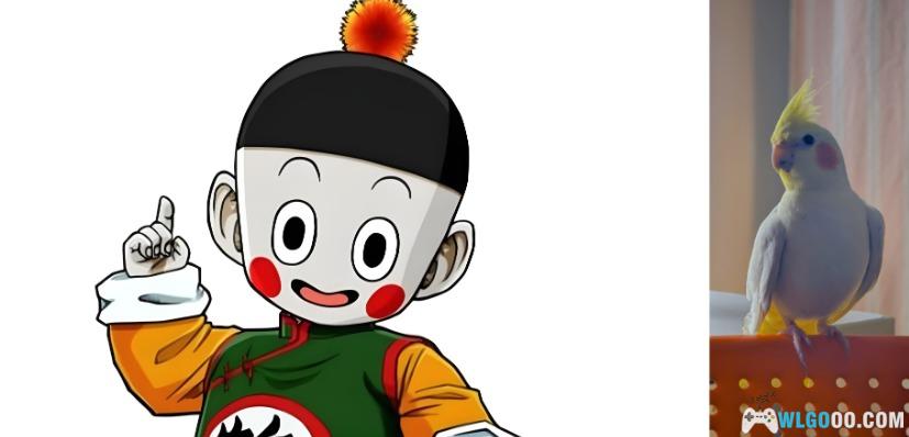 鹦鹉琐记——2没头脑、不高兴-图片4