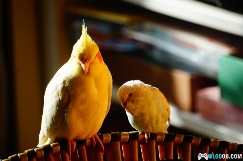 鹦鹉琐记——2没头脑、不高兴-图片5