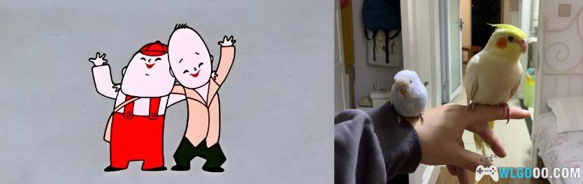 鹦鹉琐记——2没头脑、不高兴-图片6