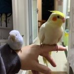 鹦鹉琐记——2没头脑、不高兴