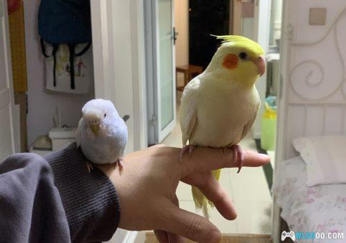 鹦鹉琐记——2没头脑、不高兴