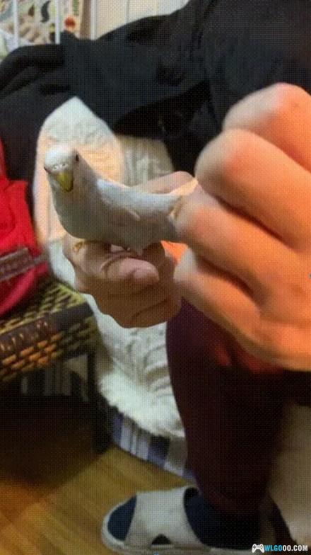 鹦鹉琐记——2没头脑、不高兴-图片2