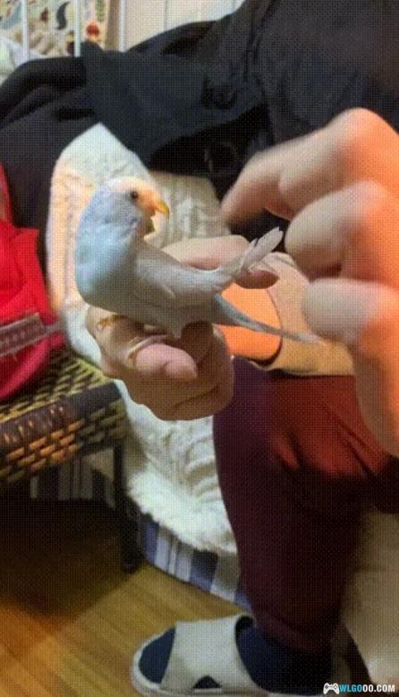 鹦鹉琐记——2没头脑、不高兴-图片1