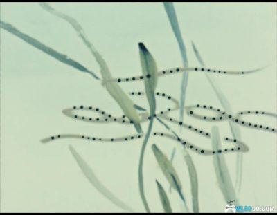 动画 小蝌蚪找妈妈(1960)[国语配音]｜4K修复版-图片8