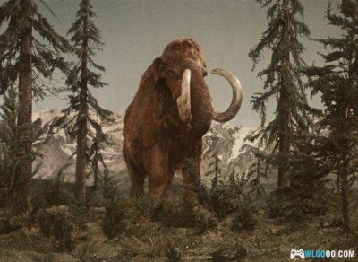 史前探险记(1955)[中文字幕]｜1080P高清，儿童史前知识教育片-图片8