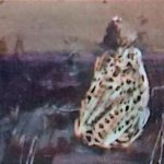 杂谈:小时在画作中看到的奇妙菌菇