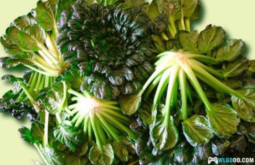 杂谈：35年前，我通过漫画《云南十八怪》了解云南-图片22