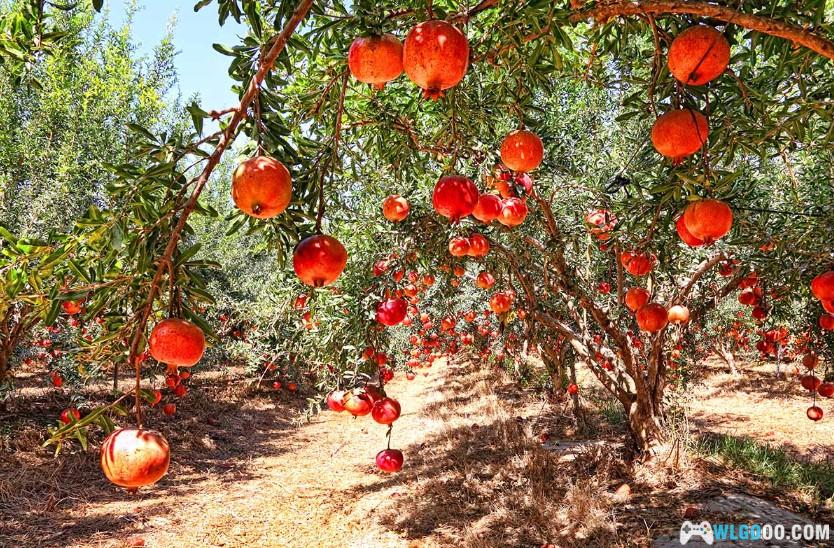 杂谈:剪纸故事《石榴》里的童年回忆-图片22