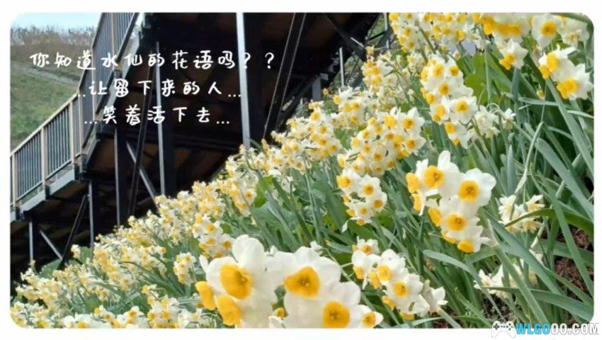 PSV水仙 10周年纪念版[中文移植]-2026.1.6发布-图片10